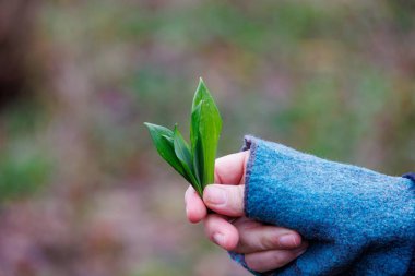 Taze toplanmış yabani sarımsak yaprakları Augsburg, Siebenbrunn, Almanya, 14 Mart 2025