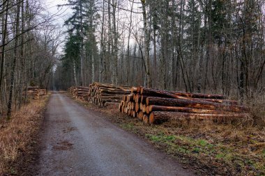 Orman yolu boyunca istiflenmiş kereste kütükleri Augsburg, Siebenbrunn, Almanya, 14 Mart 2025
