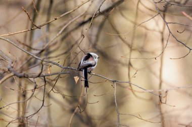 A long-tailed tit sits on a branch in the forest near Siebenbrunn in spring