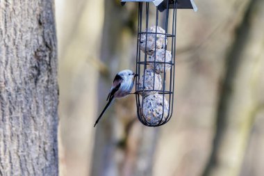 A long-tailed tit sits at a feeder with fat balls in a wire mesh in the forest near Siebenbrunn in spring