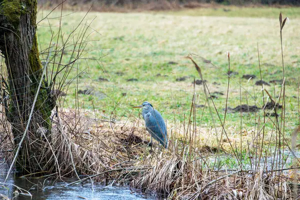 Yağmurun altında, Siebenbrunn 'daki Brunnenbach deresinde söğütlerin yanında gri bir balıkçıl duruyor.