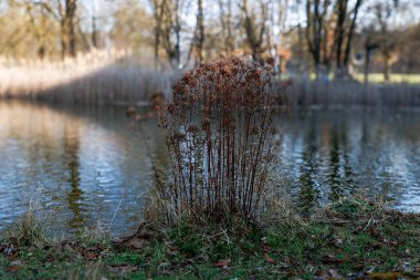 2 Nisan 2025 'te Augsburg Üniversitesi, Almanya' nın göl kıyısındaki kurumuş tesis.
