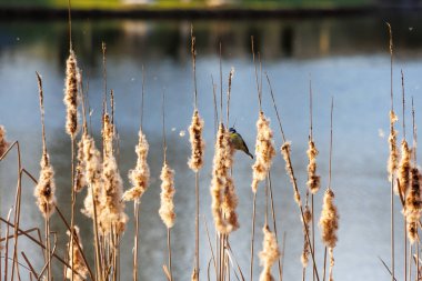 Blue tit on cattail at campus lake  Germany, Augsburg, 2 April 2025.