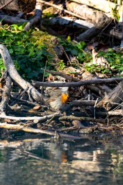 Avrupa bülbülü orman göletinde banyo yapıyor