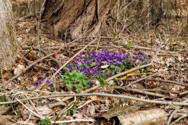 Bahar ormanındaki menekşelerin yakın görüntüsü 