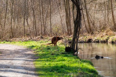 Doğal ortamdaki bir orman deresinin yakınındaki çimlere dışkılayan köpek.