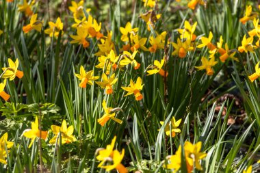 Bahar bahçesinde güzel sarı nergisler