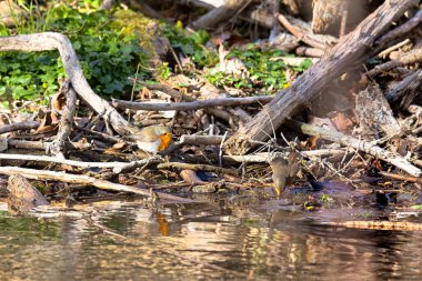 Avrupalı ardıçkuşları orman havuzunda yıkanıyor