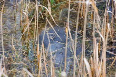Kuru sazlıklarla bataklık manzarasını kapat