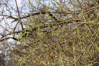 Blue tit perching in budding willow shrub in early spring