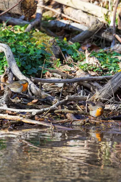 Avrupalı ardıçkuşları orman havuzunda yıkanıyor