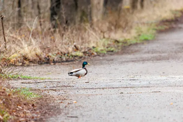 Erkek yaban ördeği orman yolunda yürüyor.