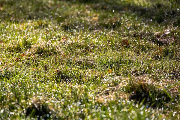 Taze yeşil çimenler, sabah çiğ taneleri güneş ışığında parlıyor.