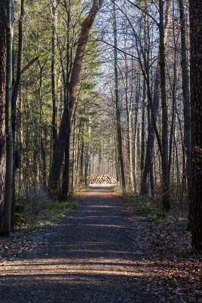 Orman yolu arka planda güneş ışığıyla çıplak ağaçların arasında. 