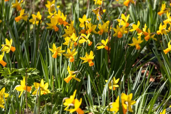 Bahar bahçesinde güzel sarı nergisler