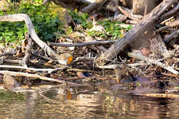 Avrupalı ardıçkuşları orman havuzunda yıkanıyor