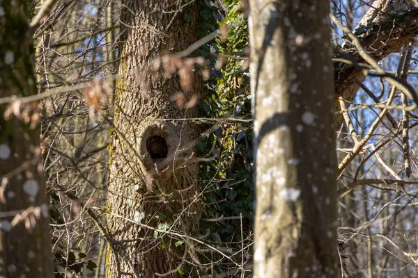 Bahar ormanının ilk zamanlarında sarmaşıklarla çevrili eski bir gövdede içi boş bir ağaç.