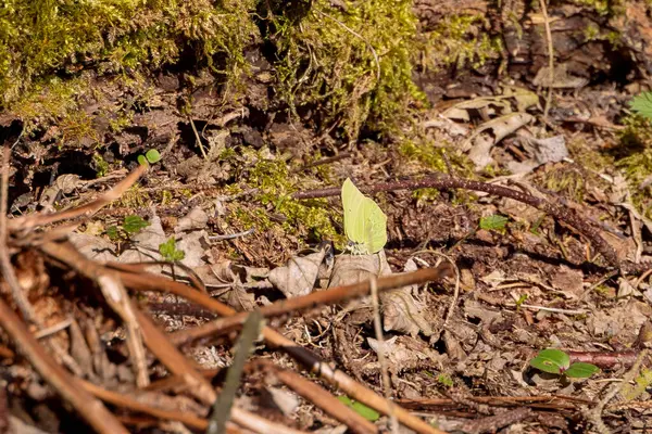 Kükürt kelebeği baharın başlarında orman zemininde dinlenir.