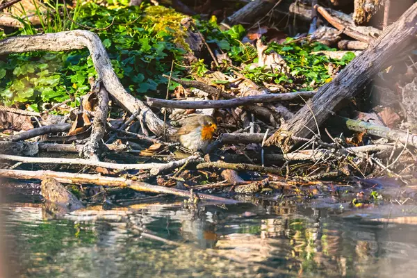 Avrupa bülbülü orman göletinde banyo yapıyor