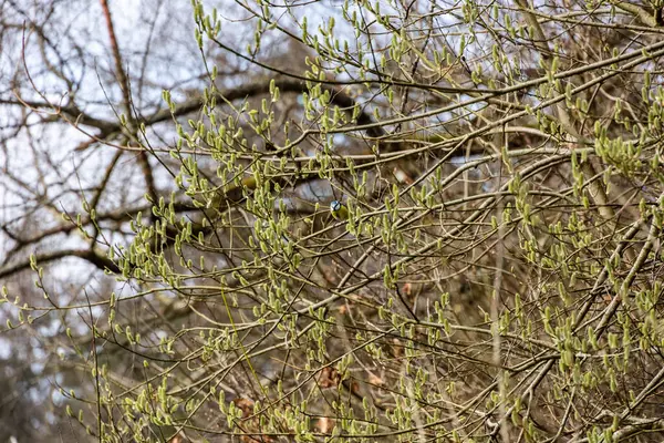 Blue tit perching in budding willow shrub in early spring