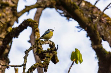 Eurasian blue tit on mossy tree branch, Set Natur