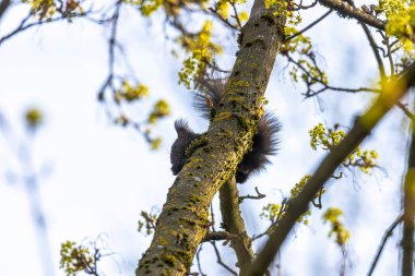 Ağaçtaki siyah sincabın yakın görüntüsü