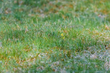 Bahar çayırında açan sarı kır çiçeği.