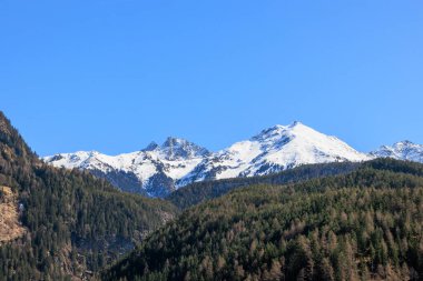 Berrak mavi gökyüzünün altındaki kozalaklı ormanın üzerindeki karla kaplı zirveler.