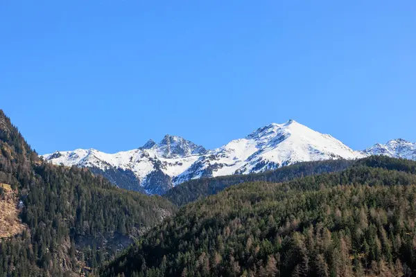 Berrak mavi gökyüzünün altındaki kozalaklı ormanın üzerindeki karla kaplı zirveler.