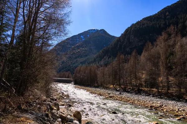 Bahar güneşinde dağ nehri Alp ormanlarında akıyor.