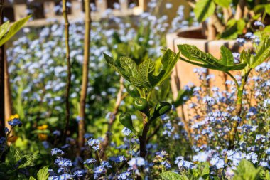İncir ağacı dalında yeşil incir renkli bokeh arkaplan