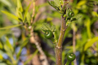 İncir ağacı dalında yeşil incir renkli bokeh arkaplan