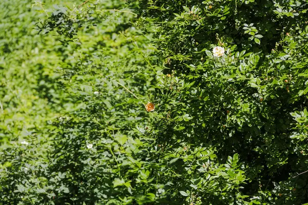 Tırmanan başıboş bir çiçeğin kayısı renkli çiçekleri gül yapraklarının koyu yeşili içinde yükseldi.