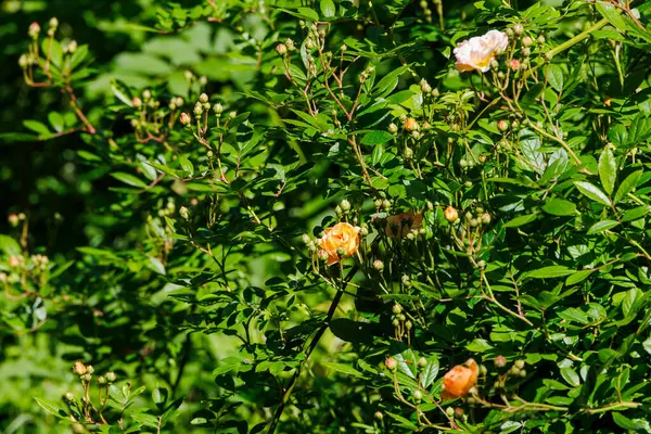 Tırmanan başıboş bir çiçeğin kayısı renkli çiçekleri gül yapraklarının koyu yeşili içinde yükseldi.