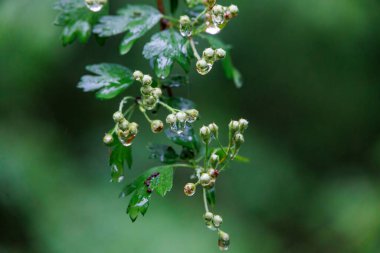 Yağmur damlalı Hawthorn tomurcukları, yakın plan, Almanya