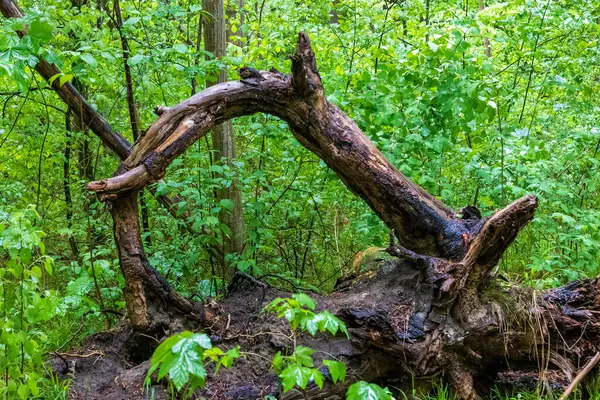 Almanya 'nın yemyeşil ormanlarında devrilmiş bir ağaç gövdesi
