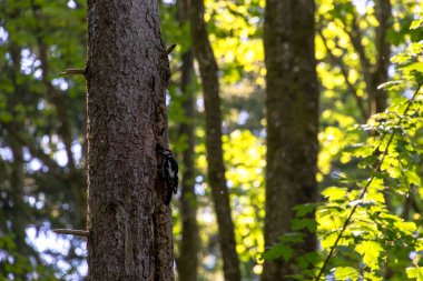 Süslü sandıkta ağaçkakan