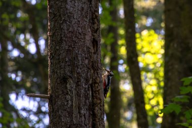 Süslü sandıkta ağaçkakan