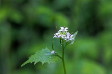 Orman çalılıklarında sarımsaklı hardal çiçeğine yakın çekim