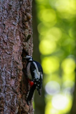 Büyük benekli ağaçkakan ağaca yapışmış.