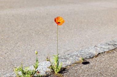 Kırmızı haşhaş kaldırım kenarında çiçek açıyor, esnekliğin ve kentsel doğanın sembolü.