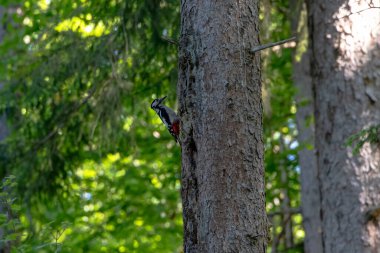 Büyük benekli ağaçkakan ormandaki çam ağacının gövdesinde