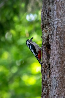 Büyük benekli ağaçkakan ağaca yapışmış.