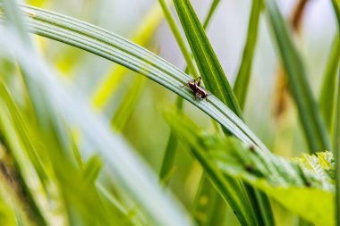 Kavisli çim sırtında cırcır böceği