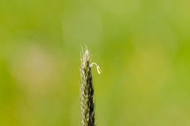 Çimen çiçeğinin ayrıntıları görünür anterlerle, Almanya, Augsburg, Haunstetten, 21 Mayıs 2025