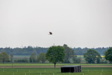 Orman ve arazi arka planına sahip uçuşlarda yaygın kerkenez