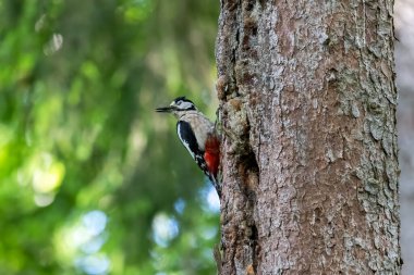 Büyük benekli ağaçkakan ağaca yapışmış.