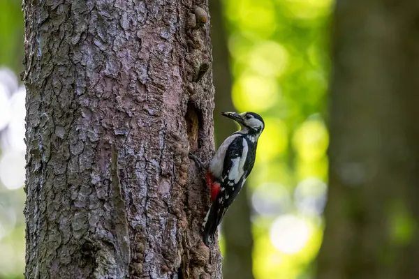 Büyük benekli ağaçkakan ağaca yapışmış.