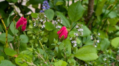 Bahar bahçesinde kırmızı gül goncaları ve kekik çiçekleri