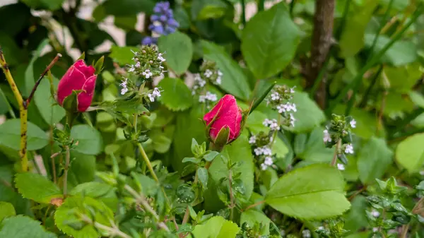 Bahar bahçesinde kırmızı gül goncaları ve kekik çiçekleri